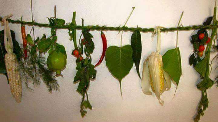 किराँत समुदायले आज सिसेक्पा तङ्नाम पर्व  मनाउँदै