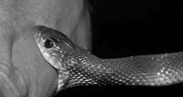 बिर्तामोडमा सर्पको टोकाइबाट एकजनाको मृत्यु