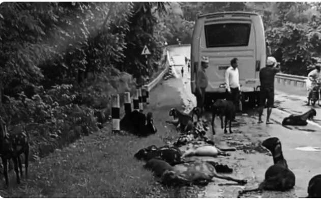 स्कूल बसको ठक्कर बाट एक युवक सहित १८ बाख्रा मरे