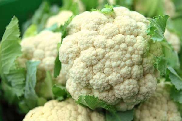 पूर्वी पहाडी जिल्लाहरुबाट आयात गरिएको कोबीमा विषादीको मात्रा उच्च