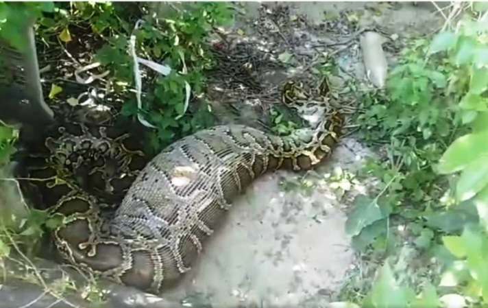 अजिंगरले गोठमा बाँधेका दुई बाख्रा खायो