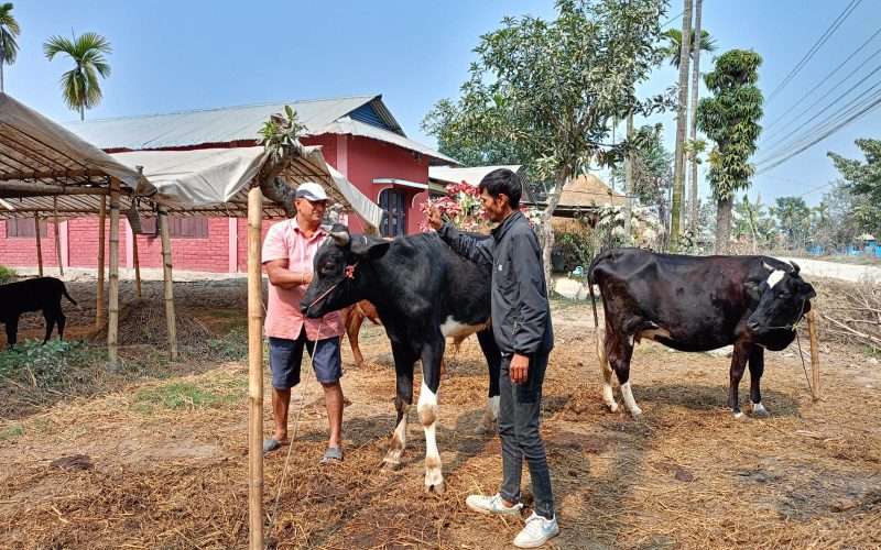 गाईभैँसीमा लाग्ने सरुवा रोग खोरेत विरुद्धको भ्याक्सिन लगाउन सुरु