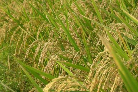 धानको समर्थन मूल्य  तोकियो, खाद्य कम्पनीले ५० हजार क्विन्ट ल धान खरिद गर्न