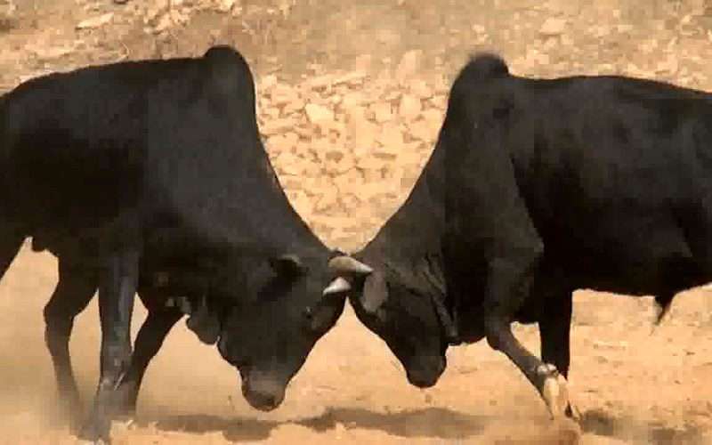 गोरु जुधाएर रमाइलो गरी माघे संक्रान्ति मनाउँदै