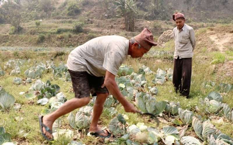 एक रुपियाँमा पनि बन्दा नबिकेपछि काटेर त्रिशुलीमा फाल्दै किसान