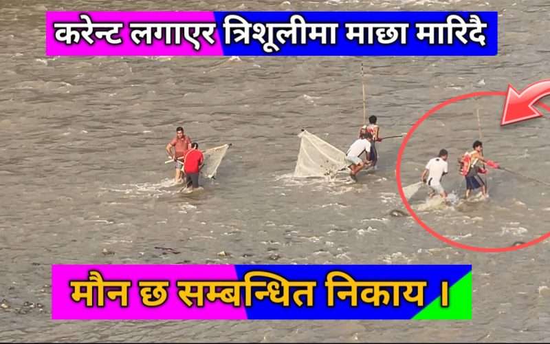 मलेखु बजारको माछा संकटमा: करेन्टले त्रिशूली नदीका माछा सखाप, माझी समुदायको गुजारा जोखिममा ।